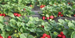 草莓高产该怎么去培植