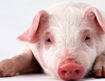 养殖小知识-牛粪可以治猪崽白痢病