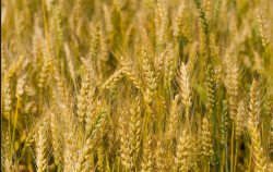 小麦种植管理要点