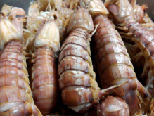 皮皮虾是什么虾