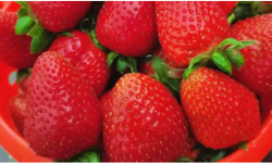 草莓追肥什么肥料？