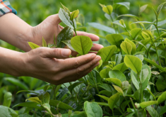 种植茶叶的土壤条件
