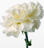 送给母亲的花 康乃馨花语你知道吗？