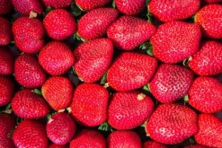 西班牙草莓如何在“空中種植” 