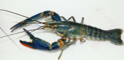 澳洲淡水小龙虾怎么养殖