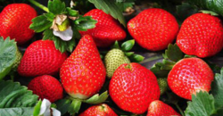 草莓早上市的种植技术