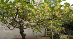 桂花树的家庭盆栽养法