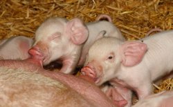 产后母猪和小猪怎么样护理