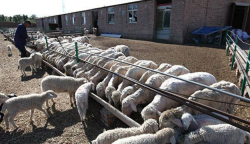 湖羊的养殖要点有哪些？