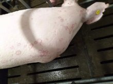 猪红斑病发病原因
