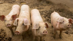 如何定义猪群的低温症和发烧？