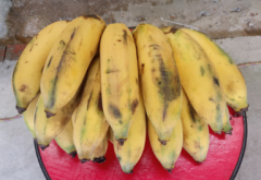 <b>种植香蕉的不同寻常但可以实现的高产技巧</b>
