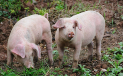 养猪场如何防控猪呼吸道综合征？