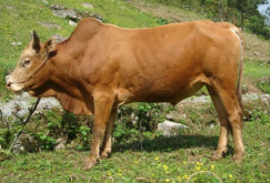 中国黄牛代表性品种有哪些？