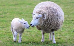 羊烂嘴是什么原因引起的?