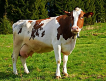如何鉴别母牛是否怀孕