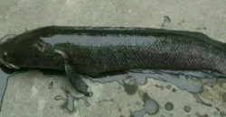 十斤野生黑鱼需要长多少年