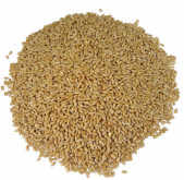 小麦种子包衣拌种技巧和作用