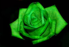绿玫瑰的花语是什么,我们的爱情永不老去