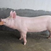 猪传染性胃肠炎和流行性腹泻区别是什么?