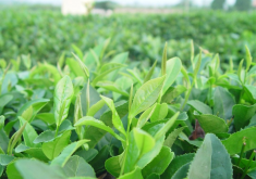 <b>绿茶是什么茶叶？有哪些著名品种？</b>