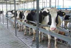 春季奶牛的管理方法，春季奶牛的管理重点