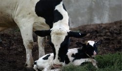 犊牛如何喂初乳，犊牛喂初乳的方法