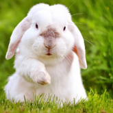 兔出血症是什么疾病？