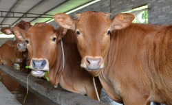 养牛要打哪些疫苗？