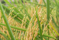 什么是水稻返青期？一般持续多长时间？