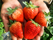 草莓长不大就红了是什么原因？