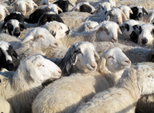 育肥羊的疾病防治措施有哪些？