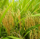 水稻叶片有暗绿色水浸状小斑是什么病?