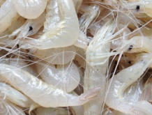 米虾的养殖条件-发财农业网