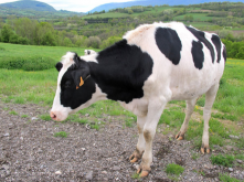 如何正确使用豆腐渣喂牛?