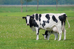 如何提高奶牛的怀孕率?
