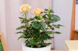 钻石玫瑰盆栽怎么养？