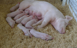 母猪选种的方法有哪些？