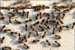 蚁后一天可以繁殖多少只蚂蚁？
