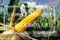 京科999玉米品种特征特性和产量以及栽培技术要点
