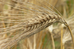 大麦的种植时间，大麦和小麦的区别