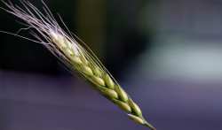 为什么冬小麦不能春季播种？