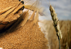 小麦常见的几种病害防治