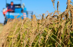 锌肥对水稻的作用有哪些？