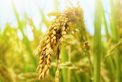 水稻补充硅肥的最佳时期和方法