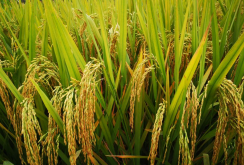 杂交水稻的重要意义