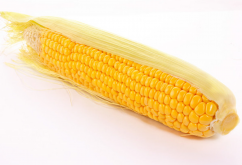 先玉1620玉米的品种介绍