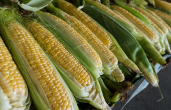 抗倒伏的玉米品种有哪些？