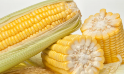 特大穗超高产的玉米品种有哪些？