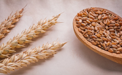 小麦茎基腐病常见症状